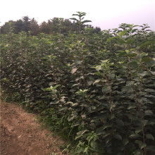 苗木的价值与养护艺术