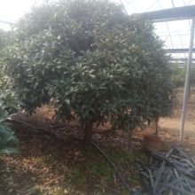 河东浩森苗木繁育中心 品质苗木的源头直供专家