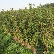 泰安开发区瑞康苗木园艺场 优质苗木的可靠供应商