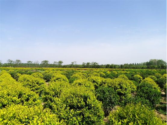 朱湖苗木葱茏产销旺 绿色经济铺就乡村振兴路